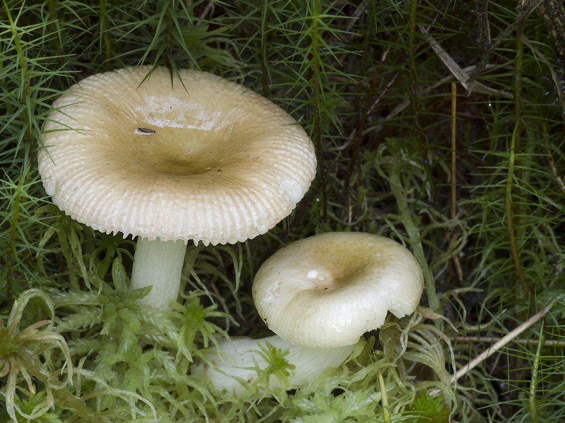 Russula nitida